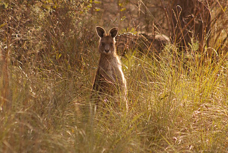 roo in grass.jpg